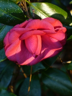 Shrubs & Trees copyright � almostedenplants.com